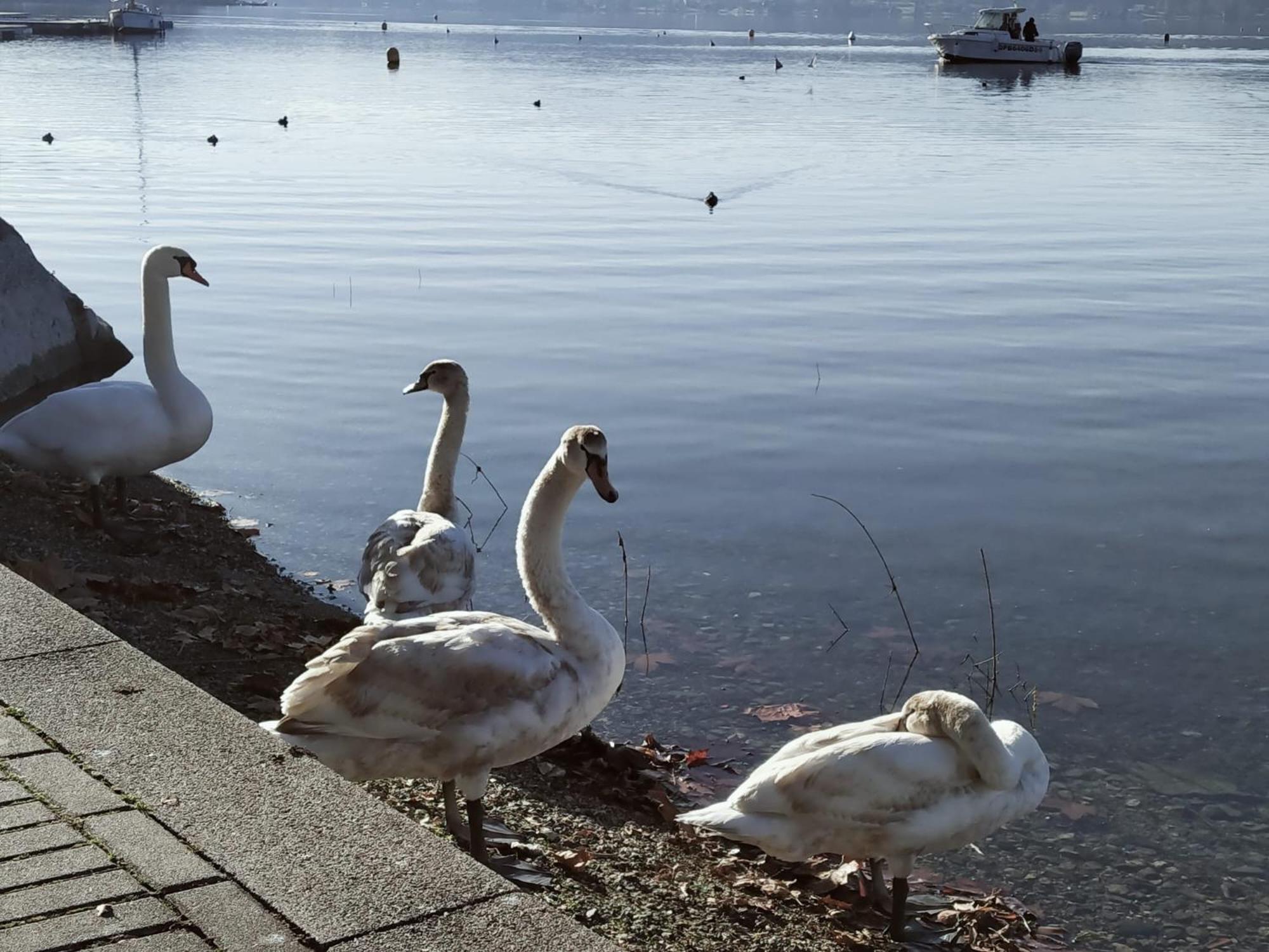 La Casetta Sul Lago Viverone Esterno foto